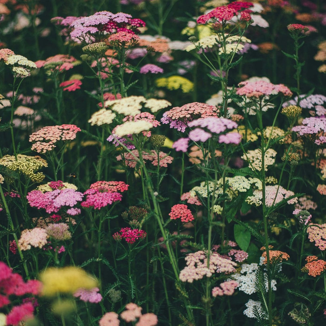 Den store gaveguide til Fars Dag