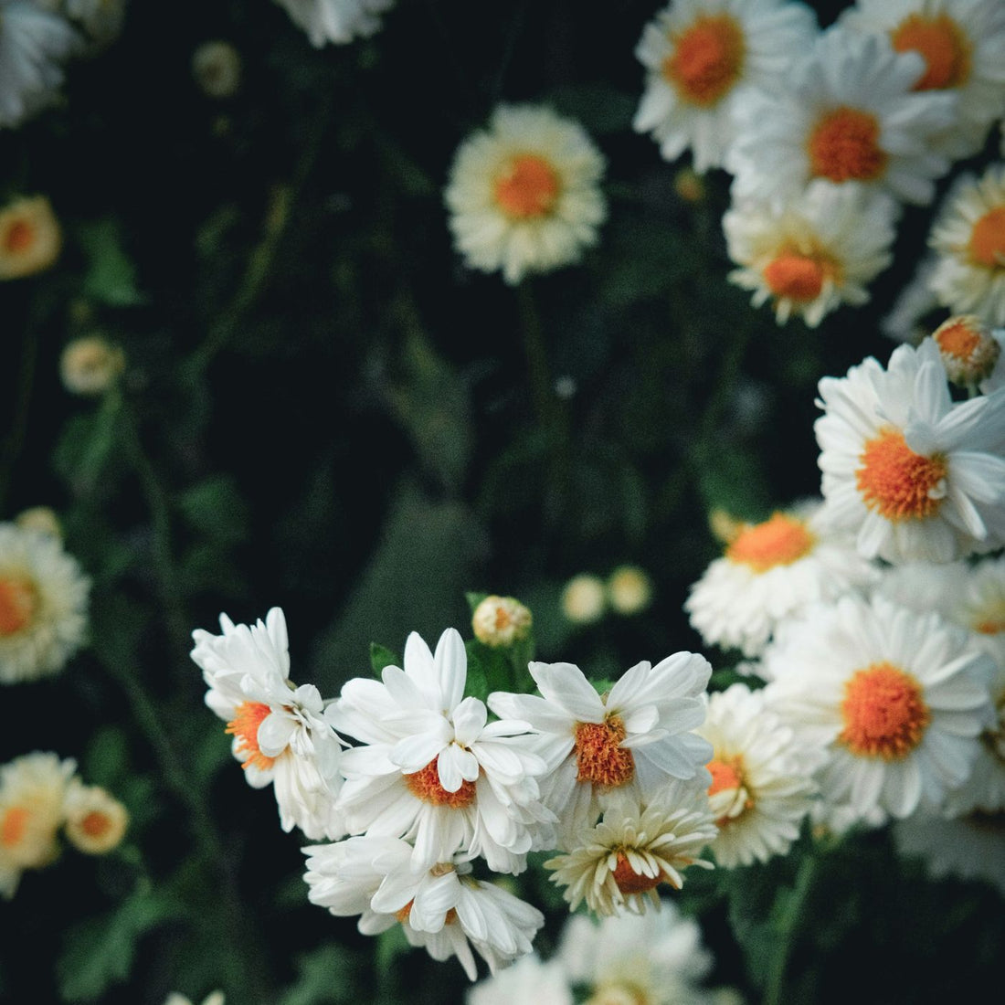 Hvilke stoffer bliver udløst i hjernen, når man har sex?