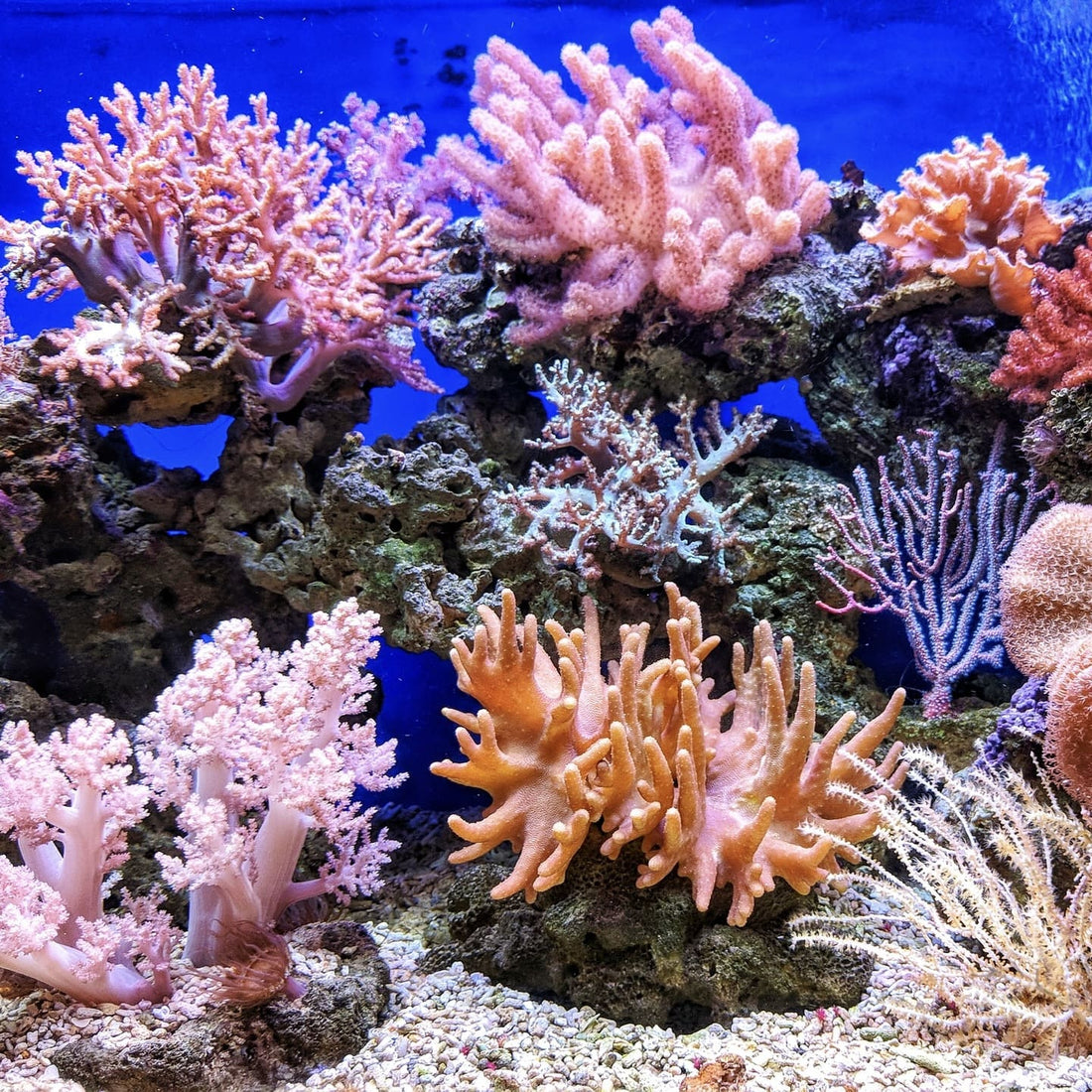 Hvorfor kan min partner ikke få en orgasme Spørgsmål og svar i parforhold