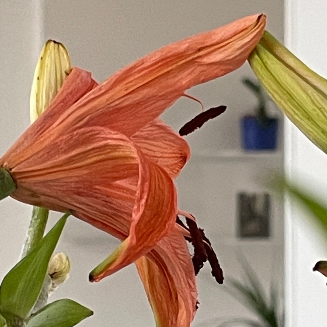 ”Kan du overhovedet have sex?” – Fordomme om sex og handikap