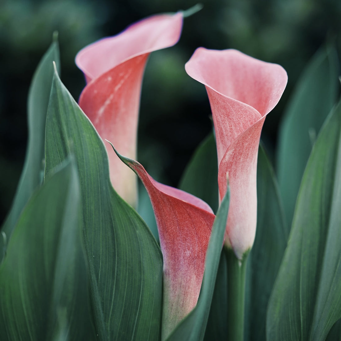 Opblomstring af den skjulte kink del 2 - om demens og tabu