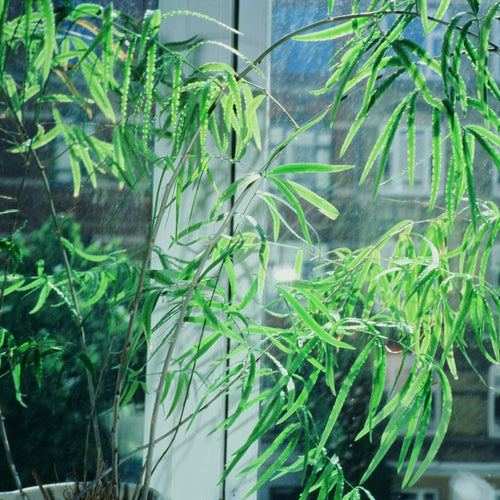 Seksuel lydmeditation