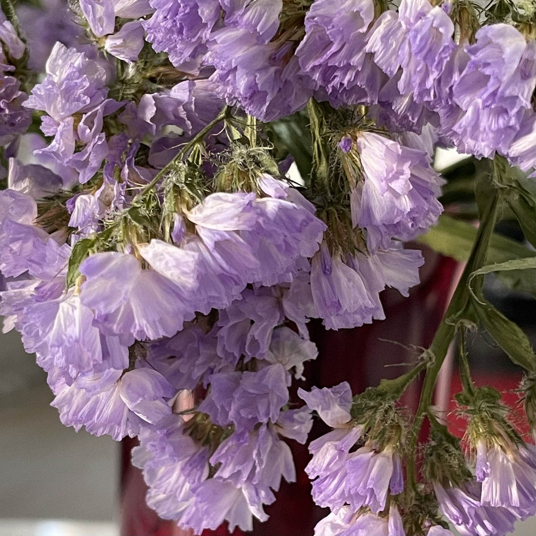 Peech teach nummer 1 - bækkenbund | Stor guide til en stærkere bækkenbund og et sundere underliv | PEECH